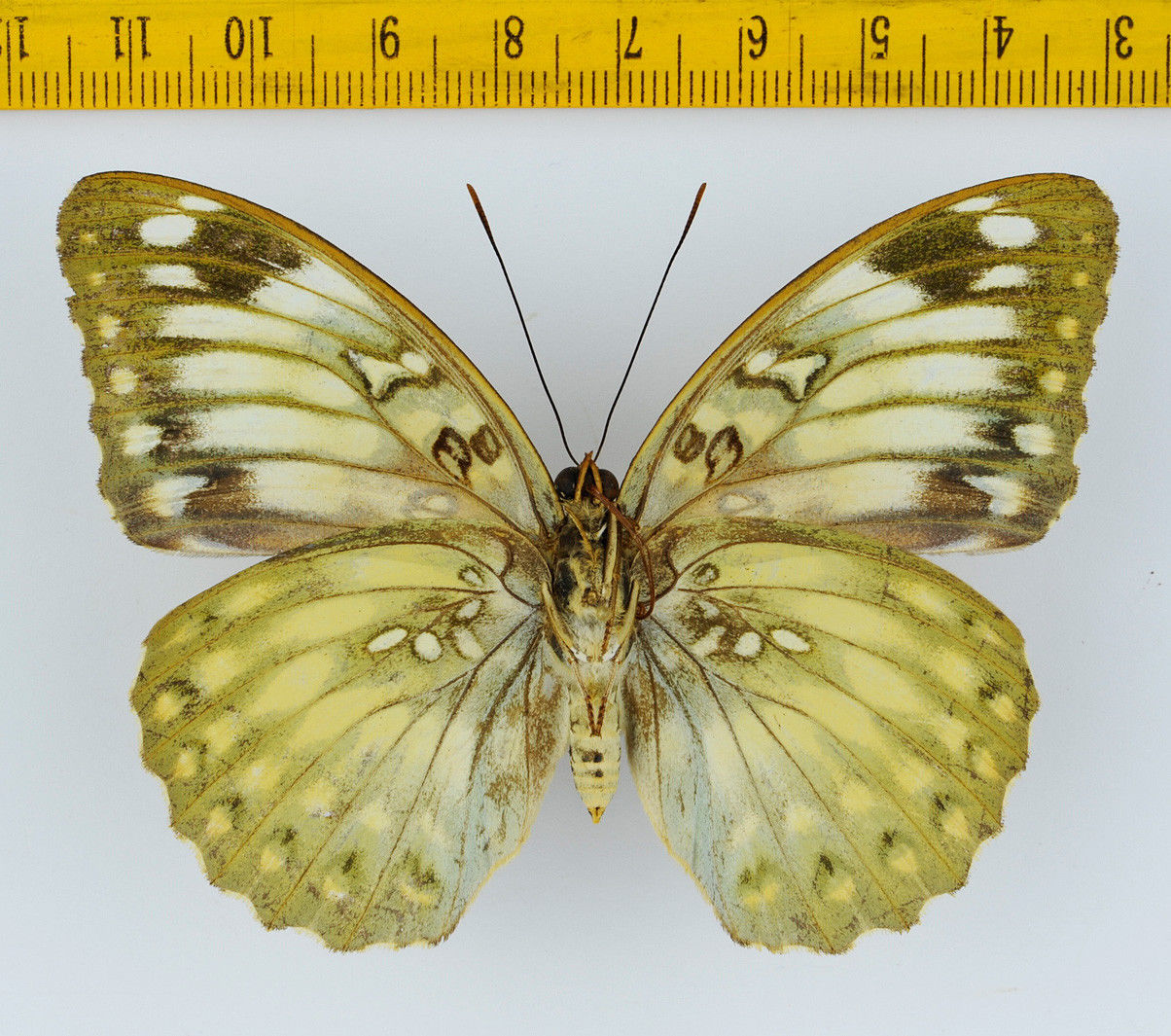 Lexias pardalis female (verso aberration thailand) (Internet Image property of respective owner, non-commercial use only)